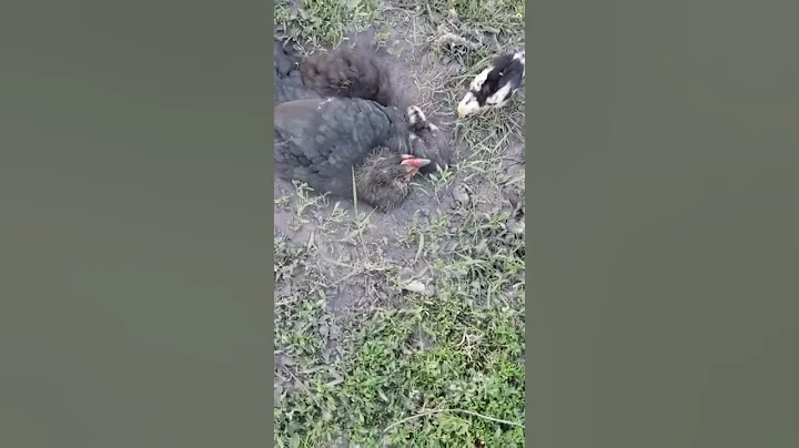 Chick learning how to take a bath.