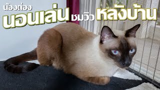 มุมน่ารักๆ มุมชมวิวหลังบ้าน   #หลังบ้าน #cat #Labrador by ถ่องแท้นะเหมียว 77 views 3 months ago 7 minutes, 28 seconds