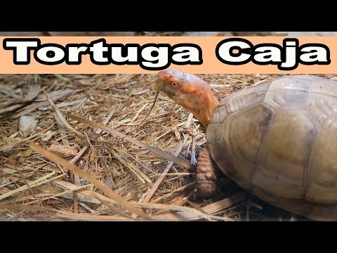 Video: Tortuga De Caja - Terrapene Carolina Reptile Breed Hipoalergénico, Salud Y Vida útil