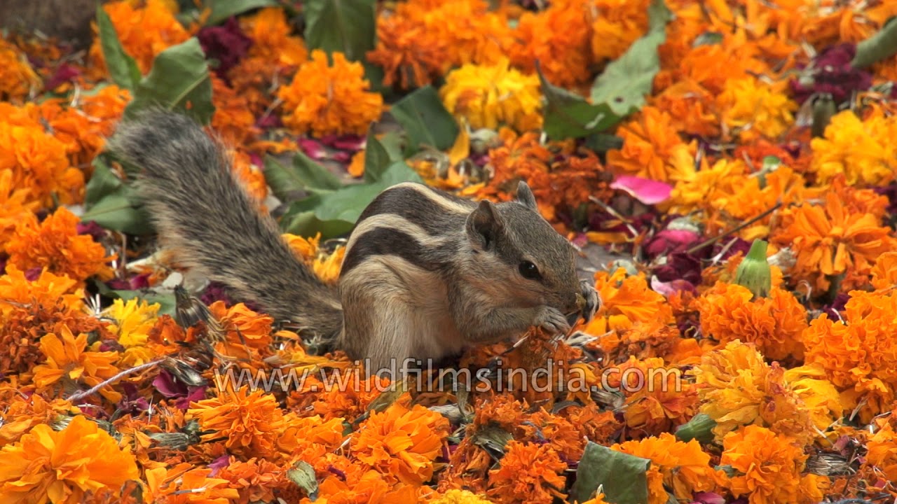 Squirrel eats marigold seeds colourful spectacle at an Indian temple