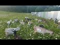 Моё Хозяйство/Летний Выпас2025/Детёныши/Звери Едят Траву/Дикое Количество Мошек#goat#goats#farmer