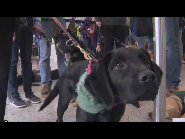 100 Puppies Visit Newark Airport For Guide Dog Training