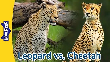 Two Spotted Big Cat, Leopard vs Cheetah | What