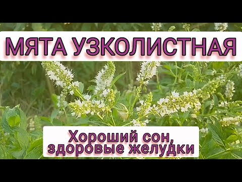 СПАЗМЫ СНИМЕТ, УСПОКОИТ, ВЫЛЕЧИТ ЖЕЛУДОК. Мята узколистная, - ВКУСНОЕ ЛЕКАРСТВО...