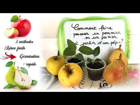 Vidéo: Asian Pear Tree Care - Conseils pour faire pousser des poires asiatiques dans le paysage