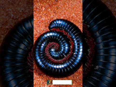Centipede of evolution #shorts
