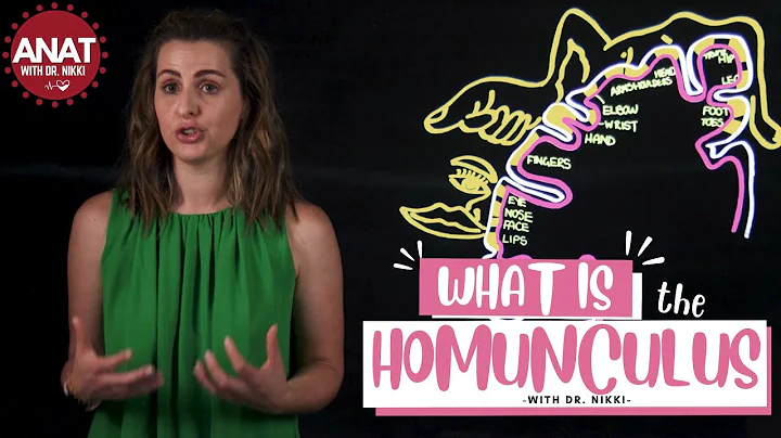 The Motor Homunculus - A lightboard production