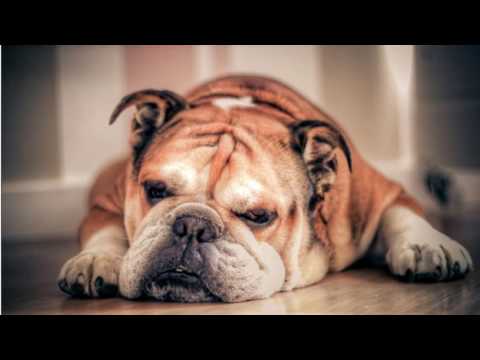 كيف تجعل كلبك شجاع 