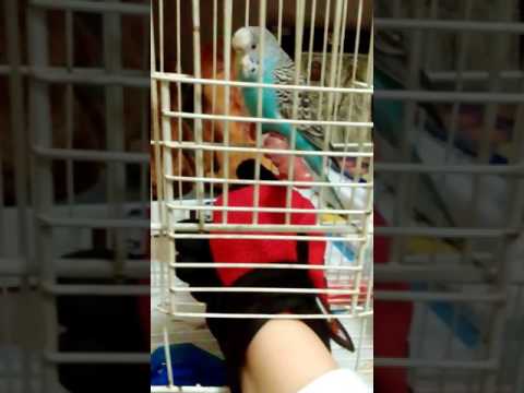 Βίντεο: Πώς να κάνετε φίλους παπαγάλων