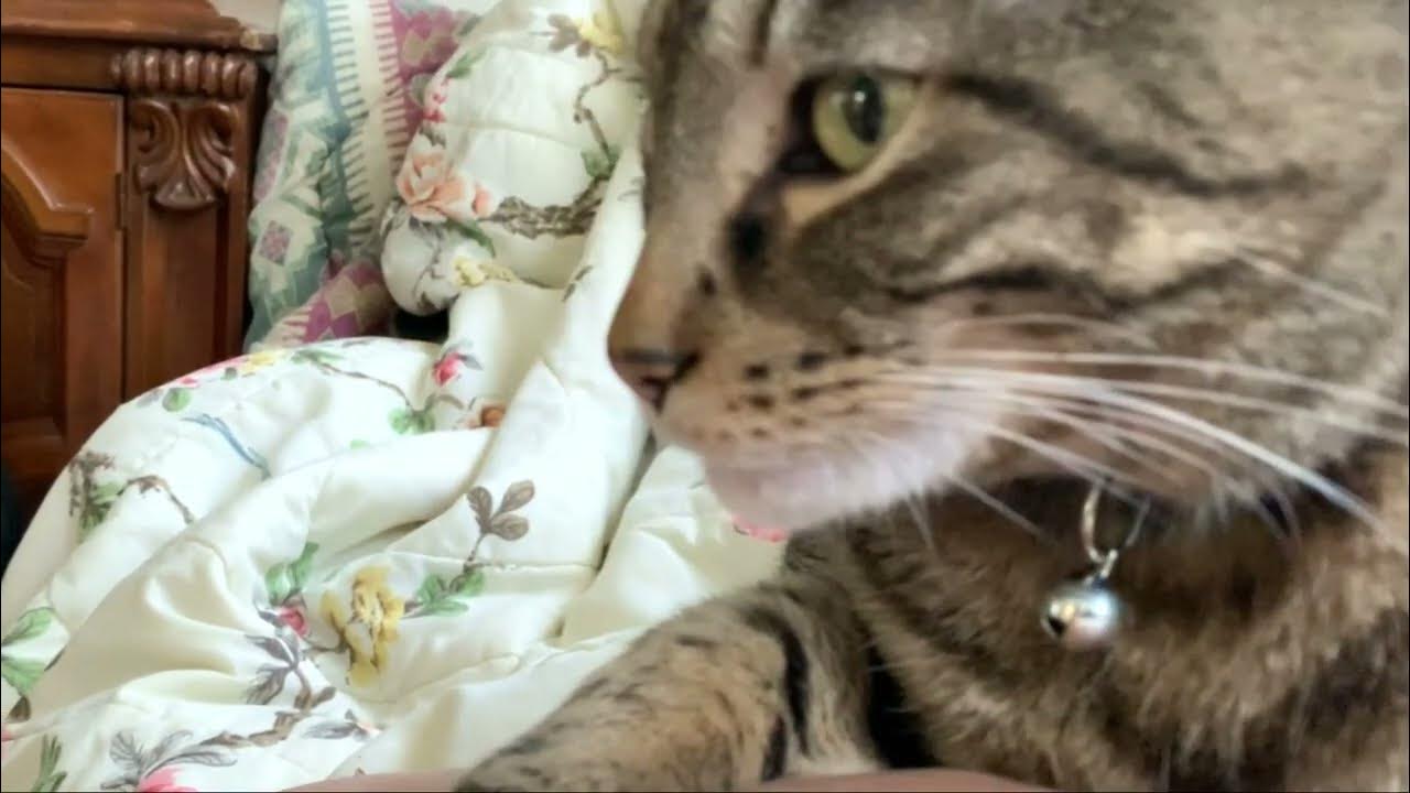 Purring cat on the chest of his hooman YouTube