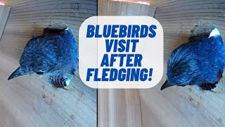 Bluebird parents visit box for the first time since their baby fledged from nest