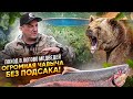 В ЛОГОВО МЕДВЕДЕЙ! КОРОЛЬ ЛОСОСЕЙ- ЧАВЫЧА более 10 кг, без подсака! Такая рыбалка только на КАМЧАТКЕ