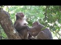 Animal Zone Show : Funny monkey time / Monkey massage / cute monkey.