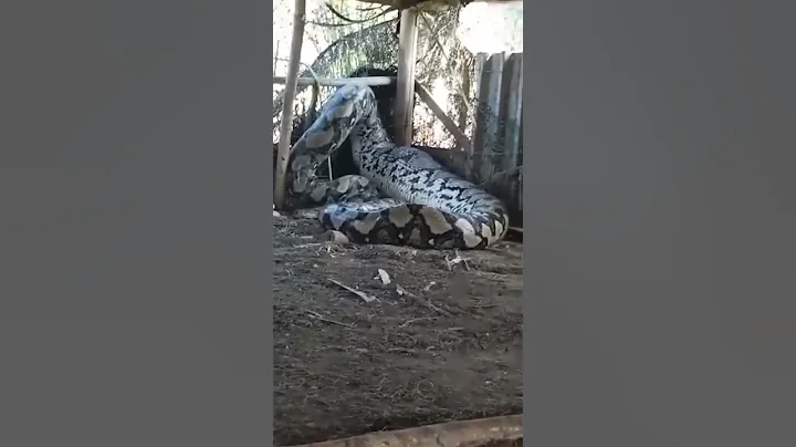 Giant python eats whole cow alive in India - DayDayNews