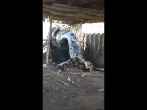 Giant python eats whole cow alive in India