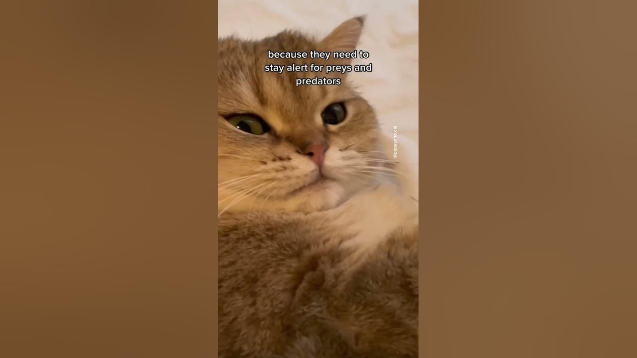are-cats-affectionate-cat-shorts-youtube