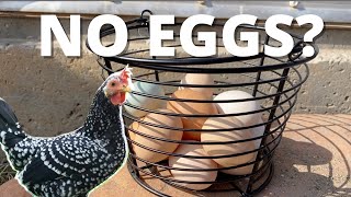Why Did My Chickens Stop Laying Eggs? 5 Reasons And How To Start Your Egg Production Up Quickly
