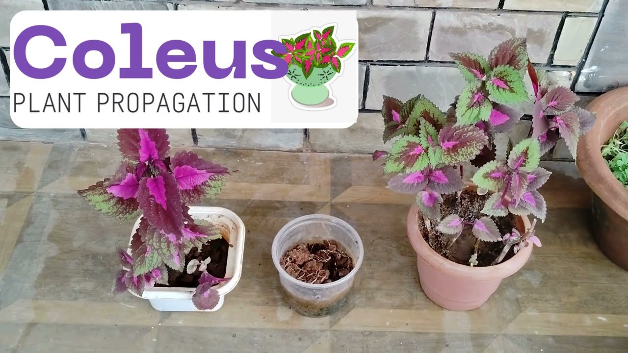 Grow Coleus FAST from Cuttings 🌿 No Rooting Hormone Needed #coleus #propagation #plantsfromcuttings