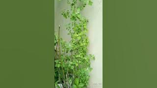 Maajabu na nguvu za muosha fedha  255653868559