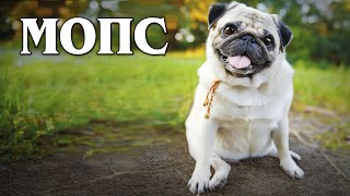Мопс: Король дивана | Интересные факты про породы собак
