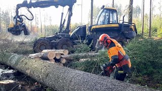 TOP VIDEO 2021, Garden and Forest , Lumberjack Little Harvester ,Chainsaw Husqvarna 560 XP