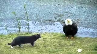 Hilarious Cat vs Eagle thoughts