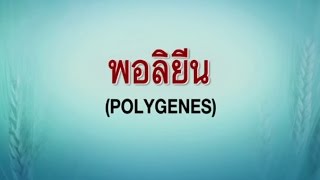 พอลิยีน Polygene วิทยาศาสตร์ ม.4-6 (ชีววิทยา)