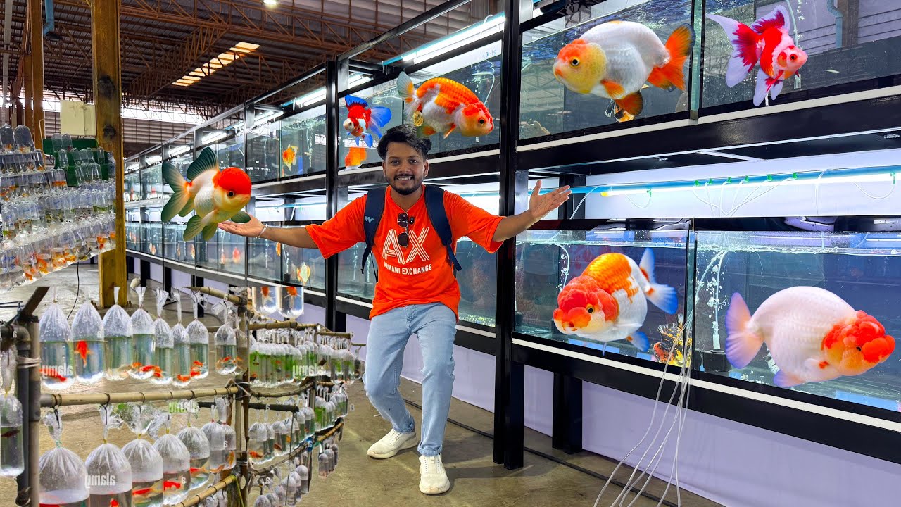 Competitive Goldfish Thailand Biggest GoldFish Competition Ever - Part 1 ️🔥 - YouTube