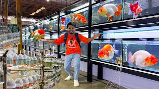 Thailand Biggest GoldFish Competition Ever - Part 1 ❤️🔥