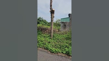 BÁN ĐẤT NỀN ĐƯỜNG SỐ 11 DT 100M2 GIÁ 2 TỎI 350 TR  KDC THÁI SƠN LONG HẬU CẦN GIUỘC LONG AN(TÂY NINH)