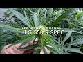 HLG 550 R SPEC Grow Journal DAY 15 Flower ep6