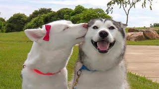 Funniest & Cutest Husky Puppies #2 - Funny Puppy Videos 2020