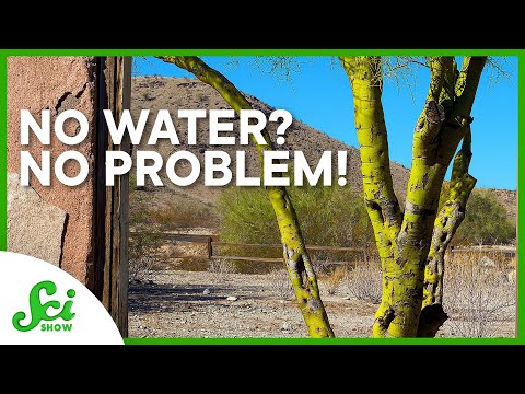 Video: Palo Verde-trädinformation: Hur man planterar Palo Verde-träd