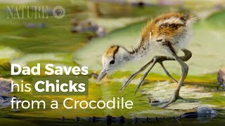 Jacana Dad Rescues his Chicks from a Crocodile