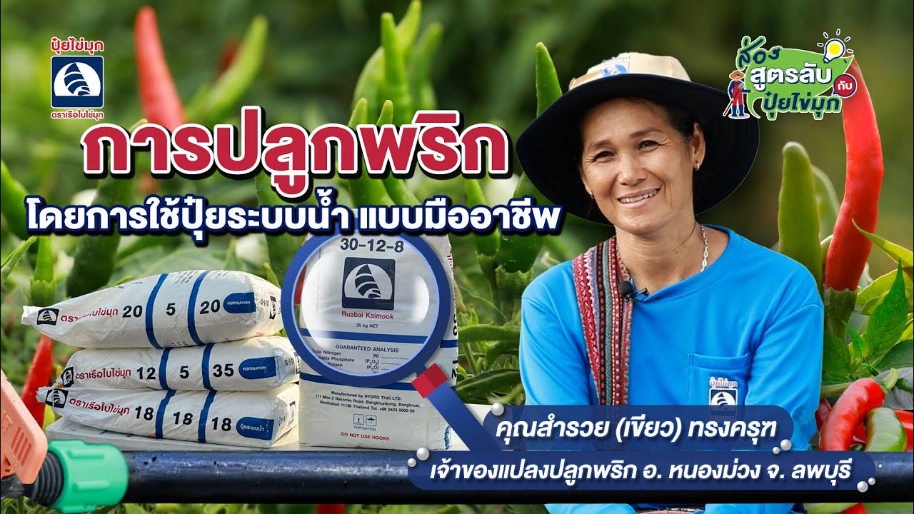 ส่องสูตรลับ การปลูกพริกด้วยการใช้ปุ๋ยระบบน้ำ