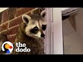 Rehabbed Raccoon Comes Back Every Night To Visit Some Unlikely Friends | The Dodo