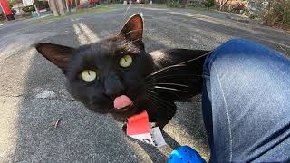 お稲荷さんの参道で出会った黒猫、凄い貫禄と思ったら。。。