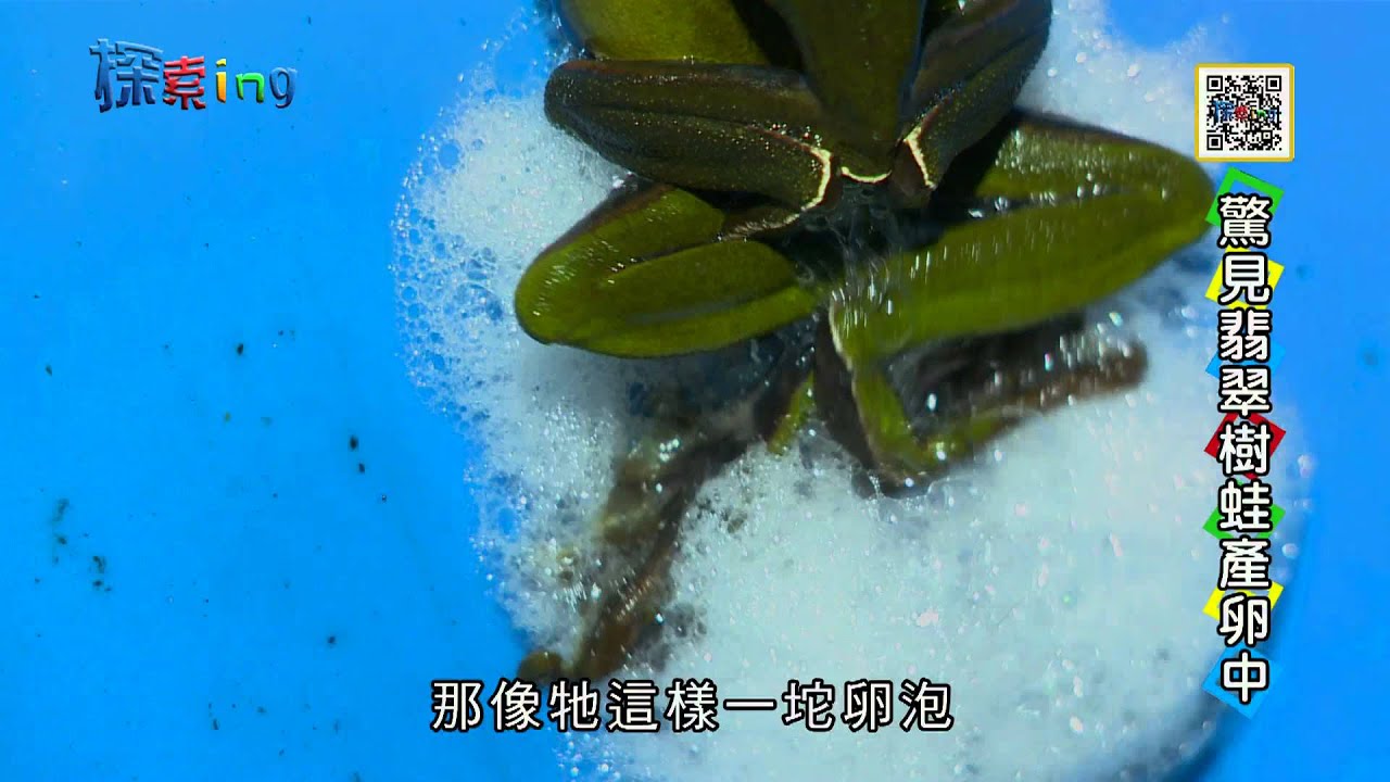 青蛙下蛋the Frog Spawn Youtube 青蛙下蛋the Frog Spawn Youtube