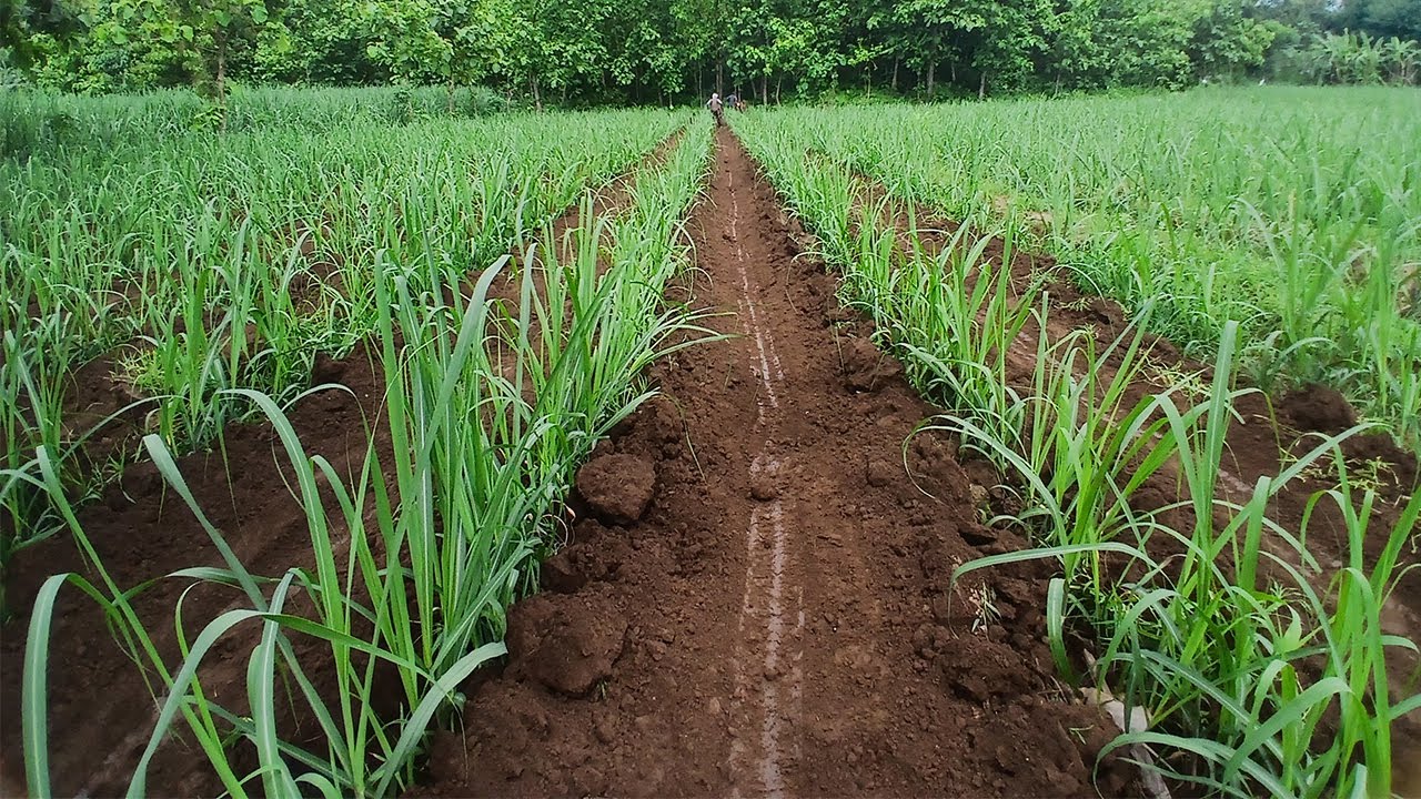 Gulud Tebu dengan Mesin Bajak Lebih Cepat dan Hemat Biaya