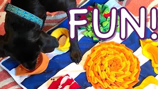 We Want Your Dog To Play With Their Food. Here's Why.