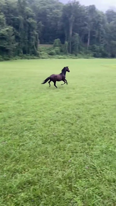 POV when you let your pony off the lead on a hack!! #funnyhorse #pony