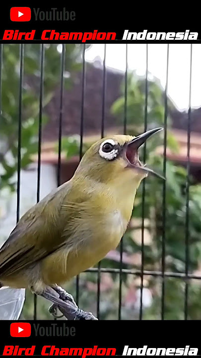 Beautiful sound of white-eyed birds || singing nightingale