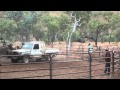 Cleanskin Cattle Chopper Yard - Bow River, East Kimberley, Western Australia
