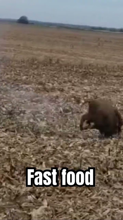 Polowanie na dziki #hunting #jagd #polowanie #chasse #wildboarhunt #drivenhunt
