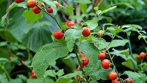 CÁCH TRỒNG CÀ GAI LEO VÀ QUY TRÌNH SẢN XUẤT CỦA CTY SADU