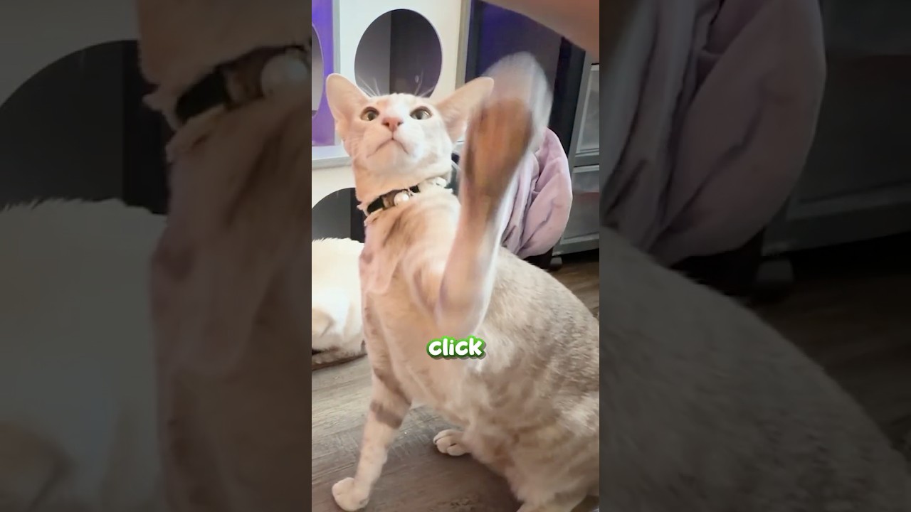 Teaching my cat to SIT and HIGH FIVE with THIS Tool!