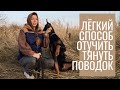 Как отучить тянуть поводок - лёгкий способ без рывков и наказаний