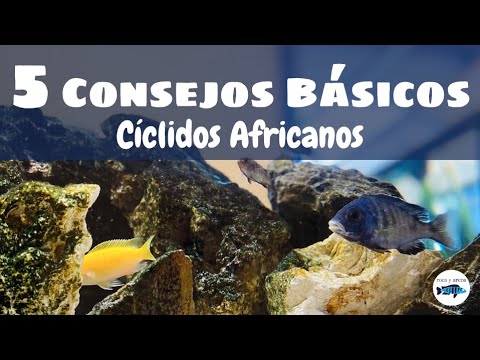 Video: Cómo Mantener Cíclidos Africanos