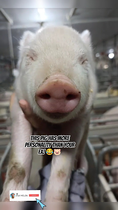 This pig has more personality than your Ex! 🐽🐽🐷 #pig #pigfeed #smartpig #viral #shorts