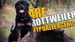 Are Rottweilers Hypoallergenic - We Explain the Facts!